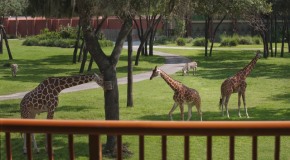 Disney's Animal Kingdom Villas - Kidani Village